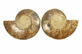 Cut & Polished, Agatized Ammonite Fossil - Madagascar #270266-1
